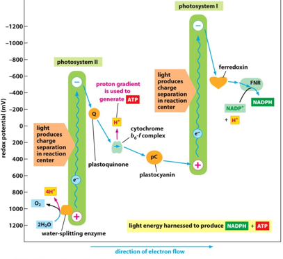 * Light excites electrons in special chlorophyll in photosystems II & I.
* The excited electron in PSII is replaced by splitting water.
* PSII electron is passed via plastoquinone and plastocyanin to replace excited electron in PSI.
* PSI electron is used to reduce NADP into NADPH.