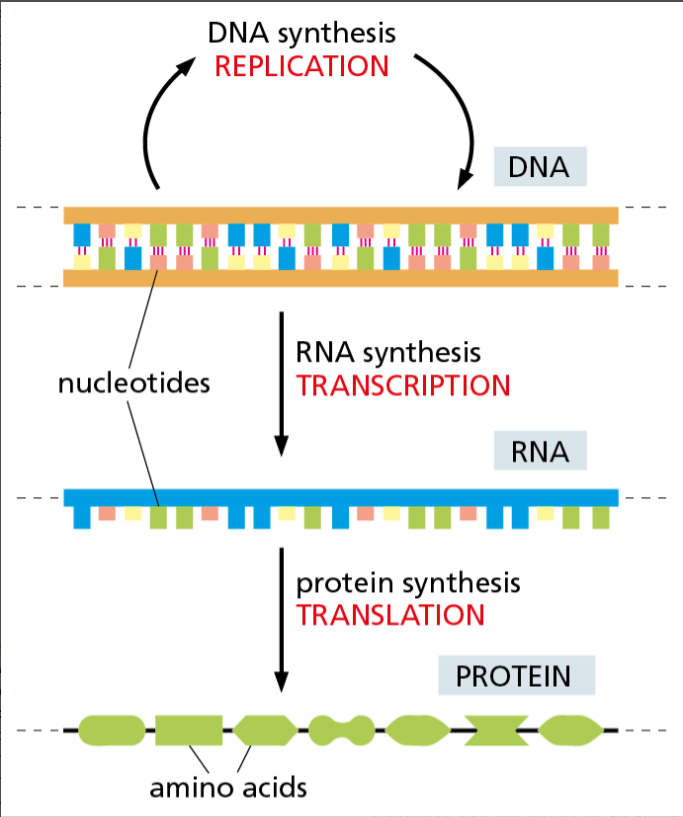 Macromolecule built from amino acids that provides cells with their shape and structure and performs most of their activities.