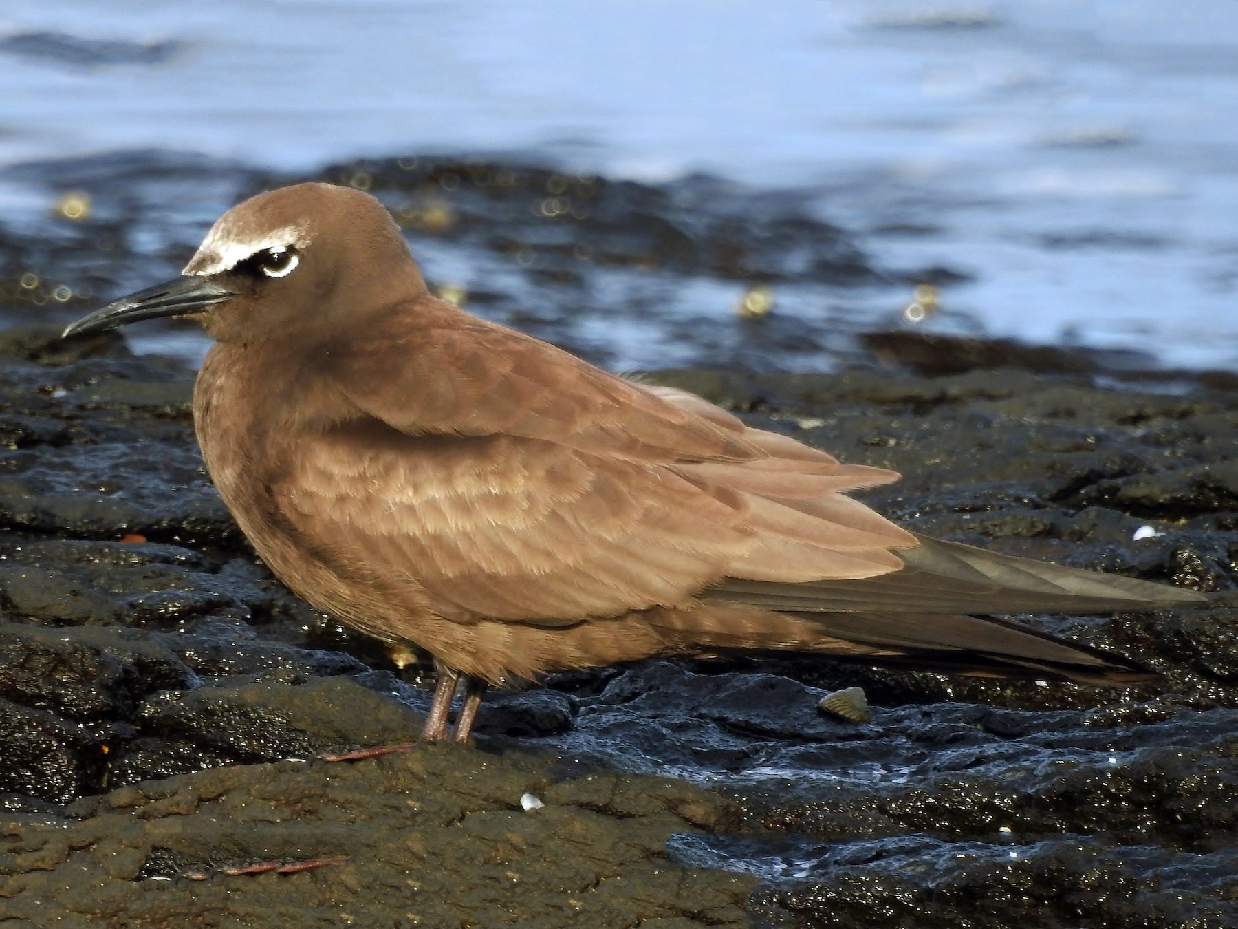 <p>Brown Noddy</p>