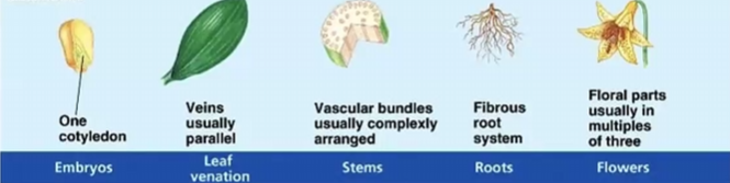 <p>all of the grasses, bamboo, palm trees,&nbsp;</p>