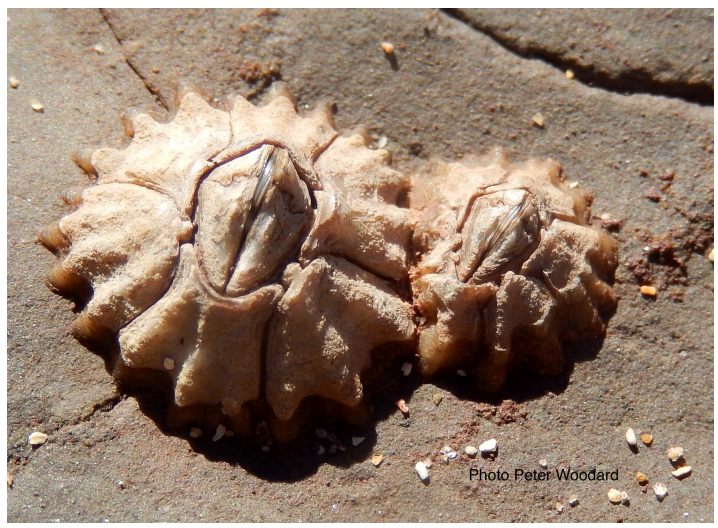 <p>What phylum or class do these animals belong to, and what is its mode of feeding?</p>