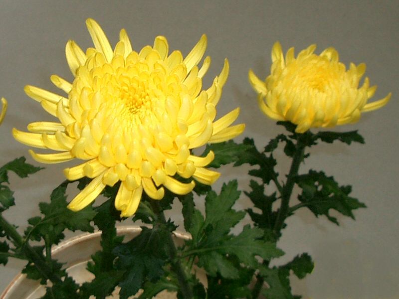 <p>chrysanthemum</p>