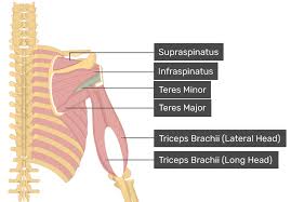 <p>Teres minor</p>