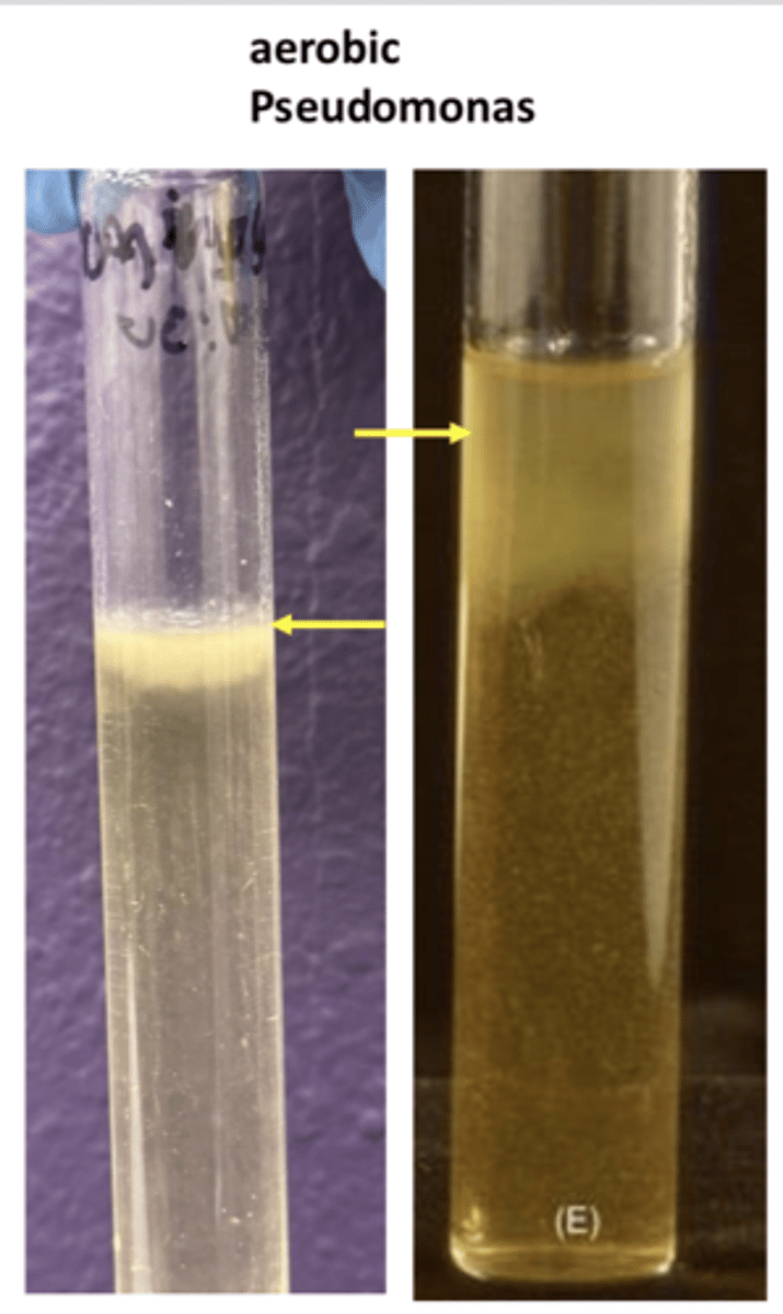 <p>- top of the broth</p><p>- requires atmospheric oxygen</p><p>EX: pseudomonas</p>