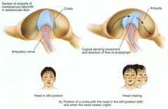 semicircular canals detect acceleration or deceleration of your head in three directions