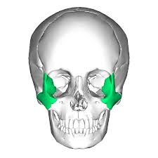 <p>name the bone</p>