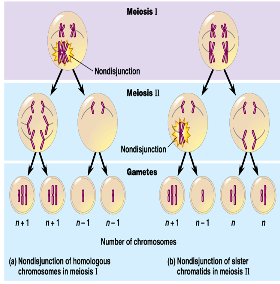 <p>Sister chromatids or homologous chromosomes refuse to seperate resulting in n + 1 or n - 1 </p>