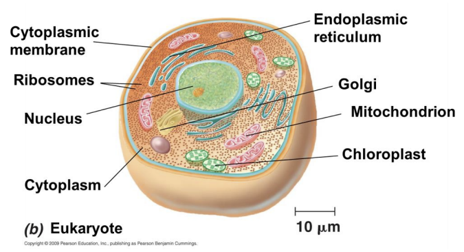 <p><strong>Cellemembran</strong> som kontrollerer stofftransport og energiproduksjon, <strong>cytoplasma </strong>som huser cellulære komponenter, <strong>ribosomer </strong>som driver proteinsyntese, <strong>cellekjerne </strong>som inneholder cellens DNA, <strong>mitokondrier</strong> som produserer energi, <strong>endoplasmatisk retikulum</strong> <strong>(ER) </strong>som transporterer og modifiserer molekyler, og <strong>golgiapparatet </strong>som bearbeider og pakker proteiner og lipider</p>