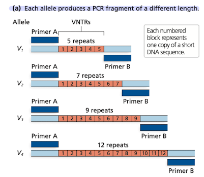 <p>Using one pair of primers that flank a repeat, alleles w <strong><em>differing number of repeats </em></strong>can be amplified</p>