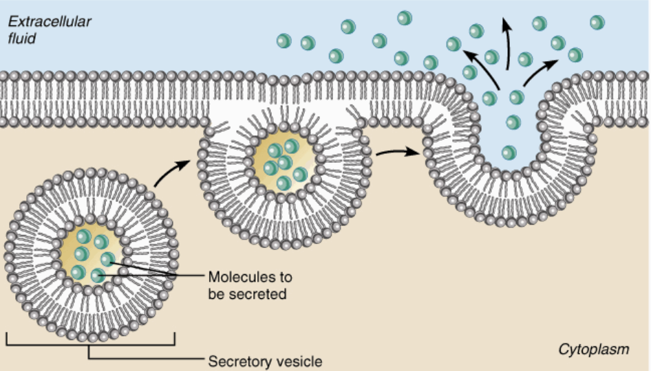 <ul><li><p>additional energy (ATP)</p></li><li><p>moving molecules from inside to outside cell membrane</p></li><li><p>Vesicle fuses with cell membrane, releases contents outside</p></li></ul><p></p>