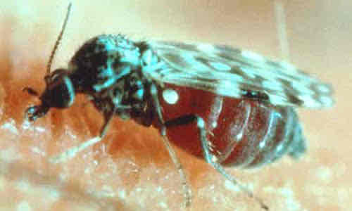 <p><em>Culicoides</em></p>