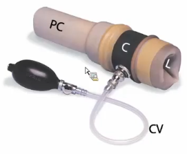 <p>What type of animal would use this AV?</p>