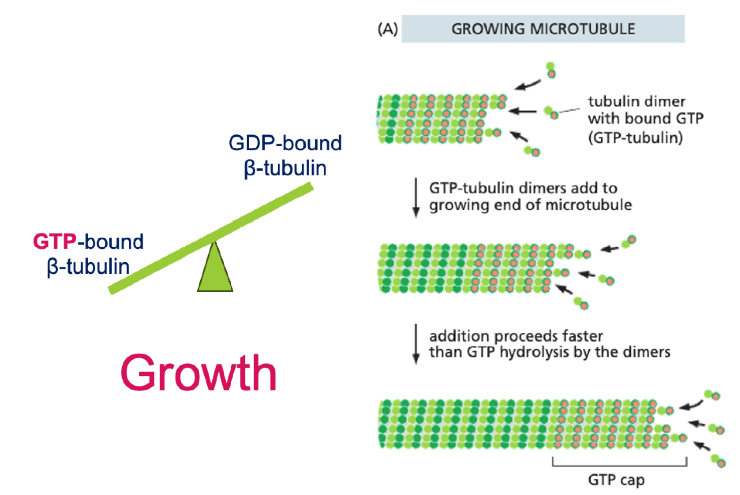 <p>Addition of GTP bound tubulin dimers to growing (+) end of MT (GTP cap)</p><p>addition is faster than GTP hydrolysis to unstable GDP bound β-tubulin</p>