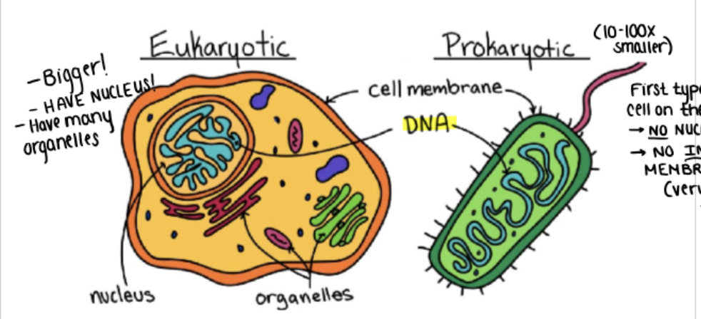 <ol><li><p>simple structure, no internal membranes, few organelles, and no nuclei</p></li><li><p>complex structure, many organelles, nucleus w/ DNA</p></li></ol><p></p>