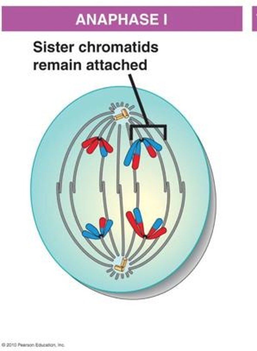 <p>During Anaphase I, homologous chromosome pairs are pulled apart to opposite sides of the cell, while sister chromatids remain attached at the centromere.</p>