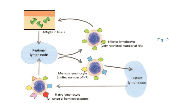 <p>HOming receptors deterine migration pattern</p><p>type of homing receptors depends on developmental stage of the lymphocyte</p>