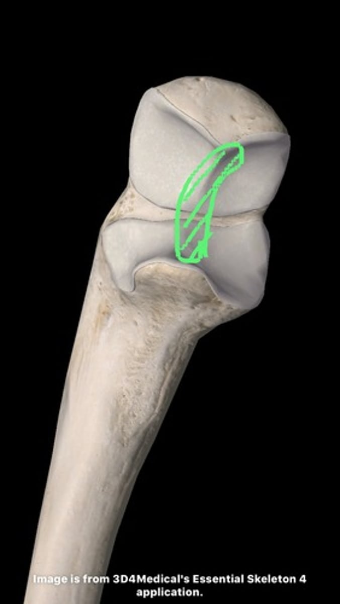 <p>Ridge on ulna for stability during movement.</p>