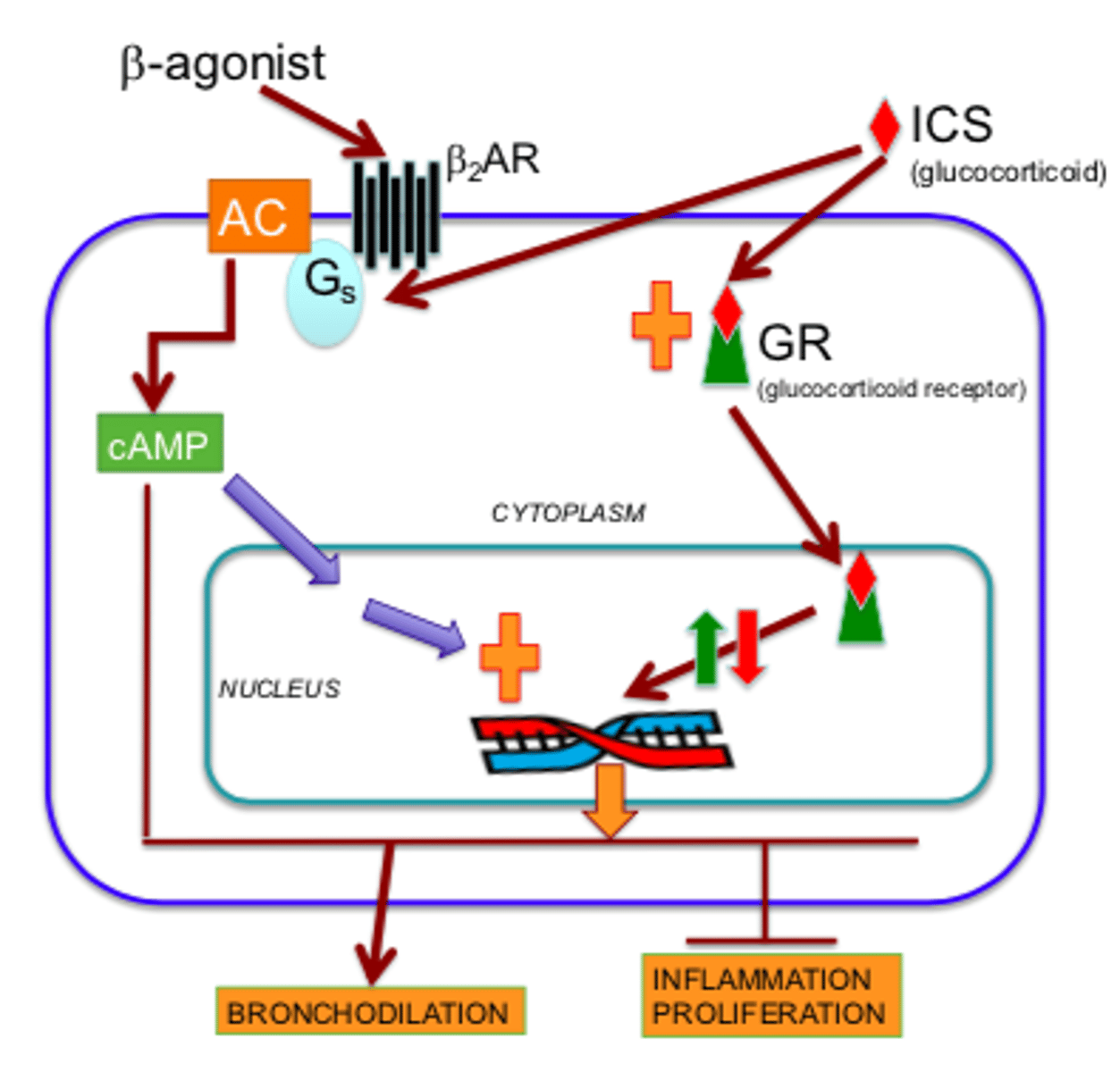 knowt flashcard image