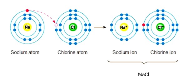 <p>Ch.6 - In the following reaction, has Sodium been oxidized or reduced?&nbsp; Has Chlorine been oxidized or reduced?</p>