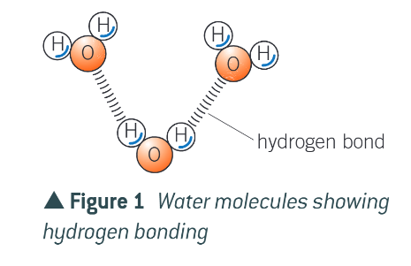 <p>2 hydrogen atoms and one oxygen atom. the molecule has no overall charge, but the oxygen is slight negative, and the hydrogen atoms are slight positive</p>