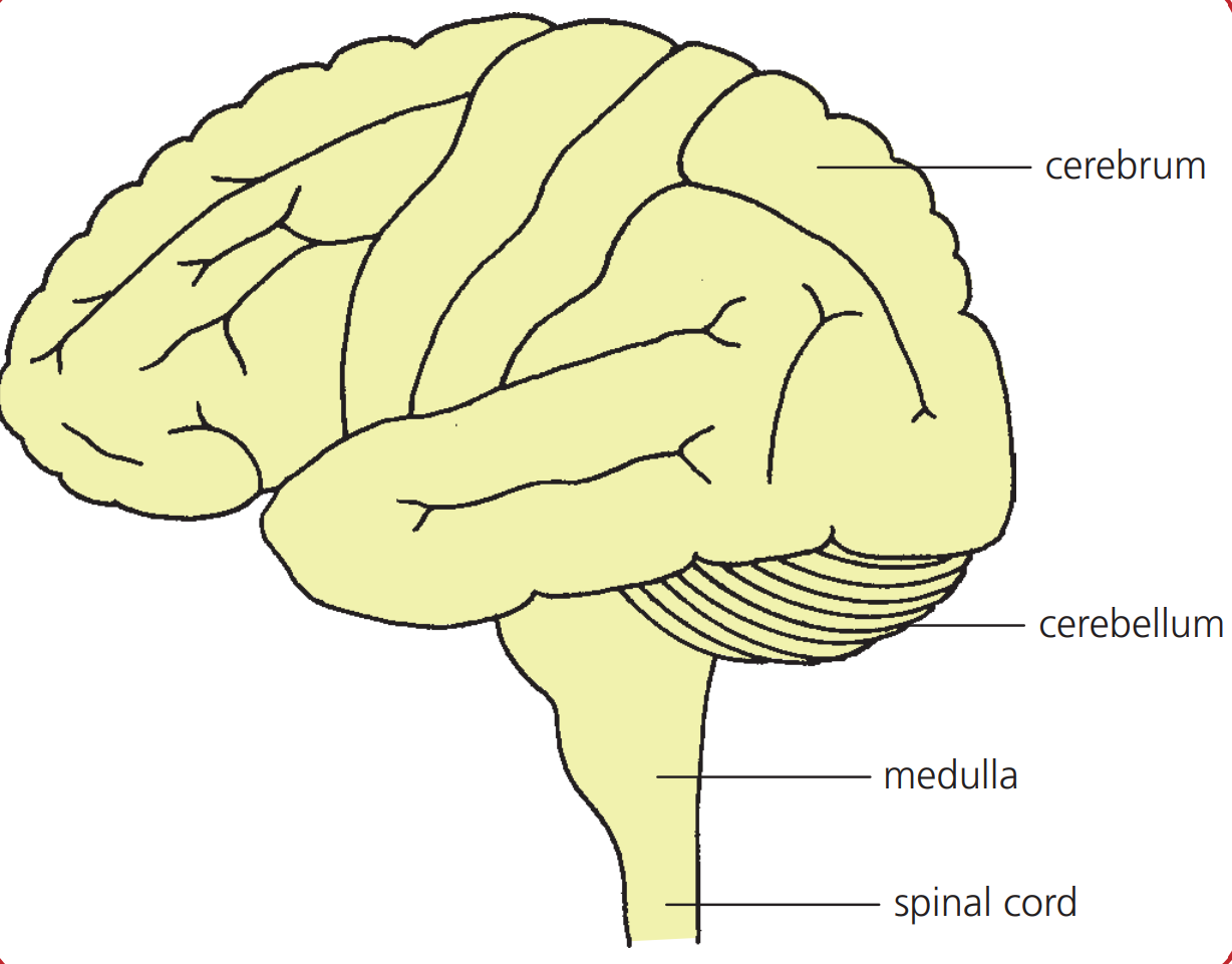 <ul><li><p>Medulla </p></li><li><p>Cerebellum</p></li><li><p>Cerebrum</p></li><li><p>Spinal cord</p></li></ul>