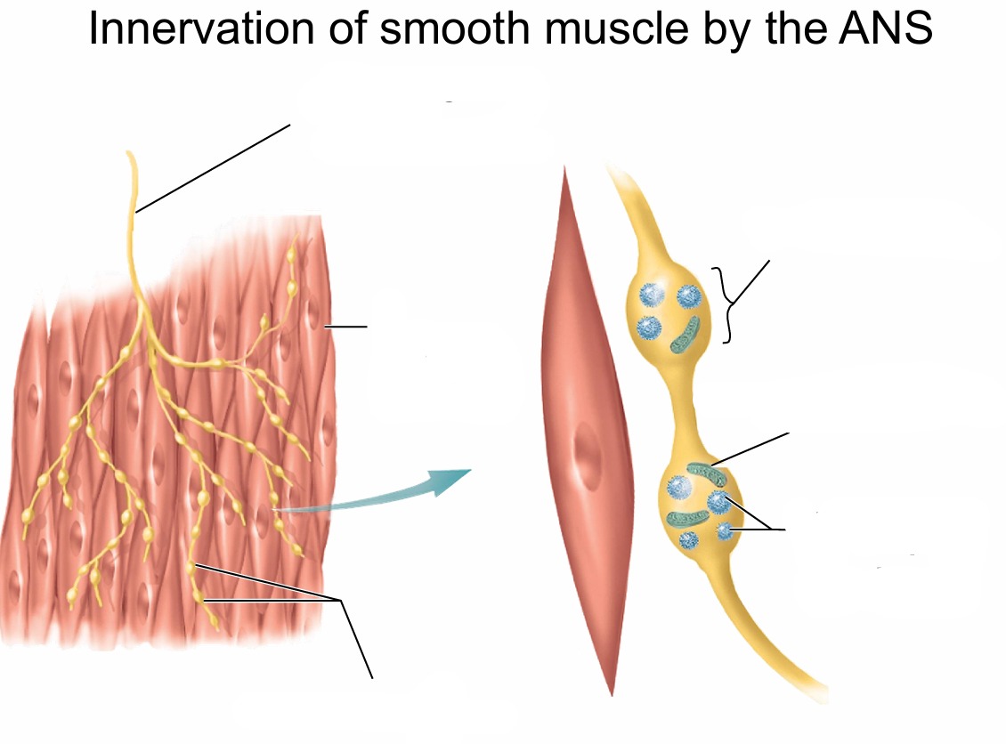 <p>Label parts of innervation of smooth muscles by ANS</p>