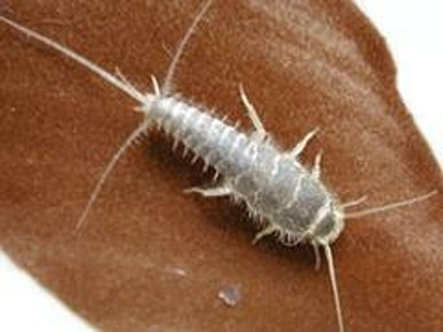 <p>most characterized by its silver color. wingless with several bristles protruding from its body. widest at its head, body tapers down like a carrot. chewing mouthparts</p>