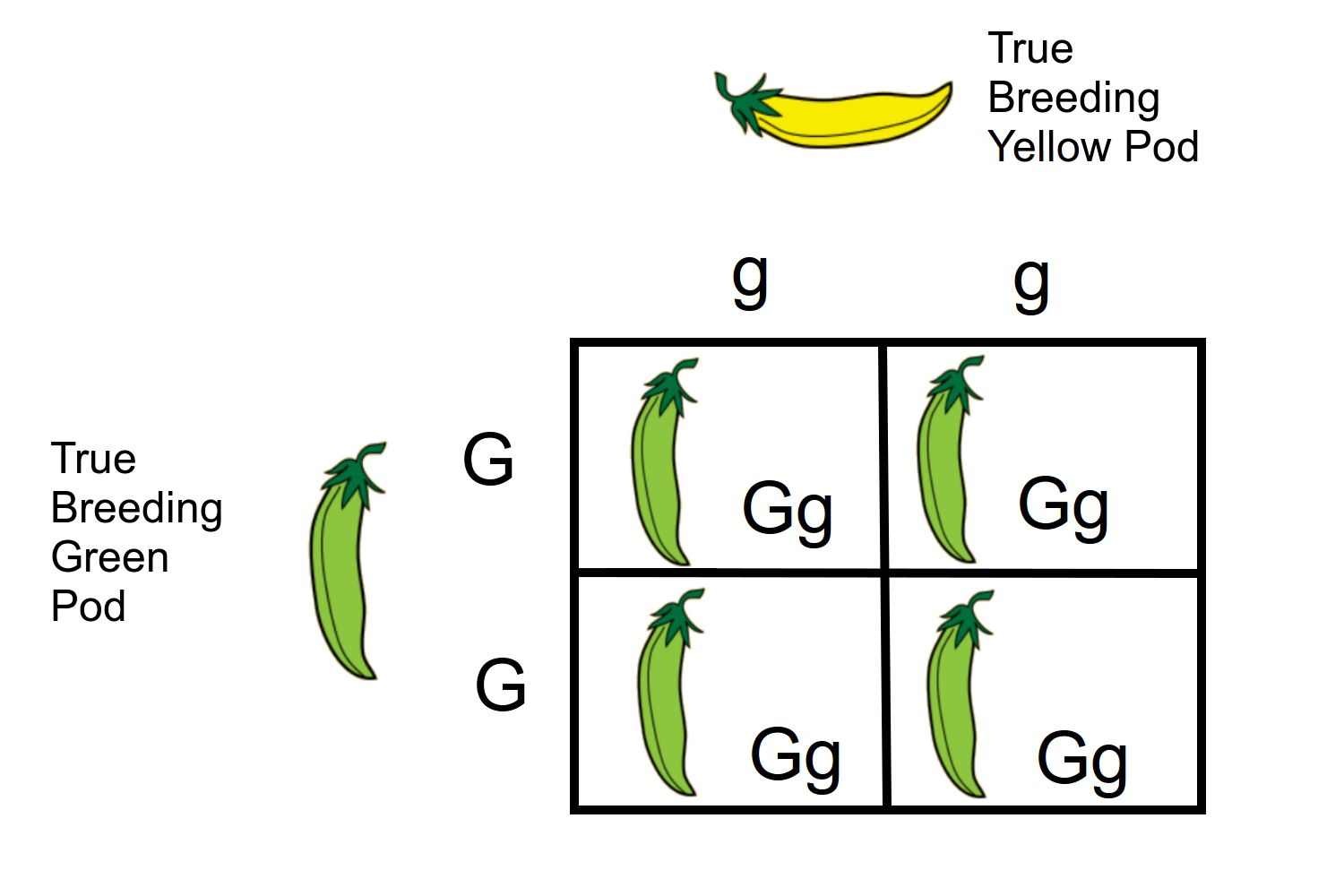 <p>Describes organisms that, when self-fertilized or crossed with another true-breeding organism (homozygous recessive with homozygous dominant)</p>