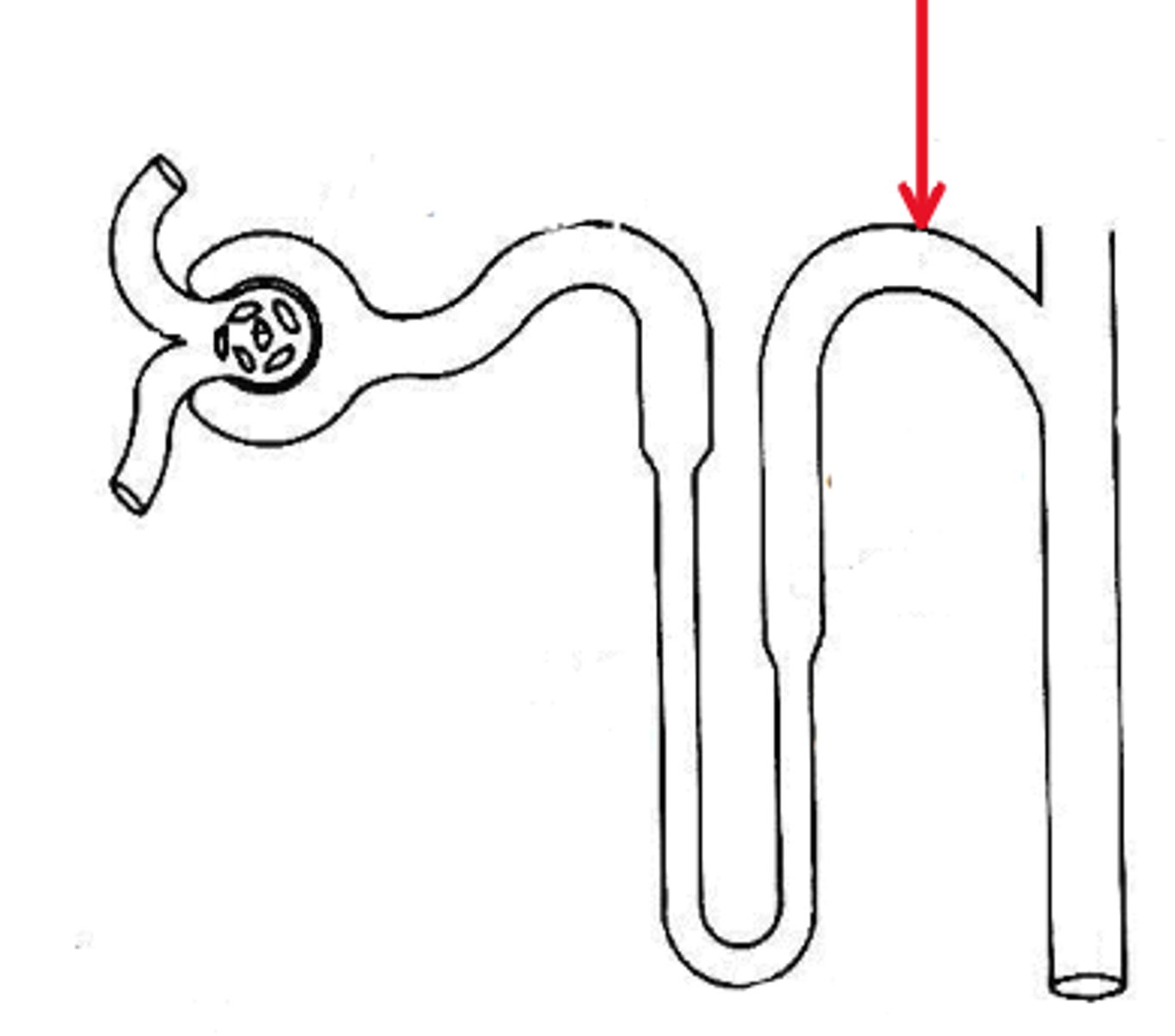 <p>Name the region in the diagram below, indicated by the red arrow.</p>