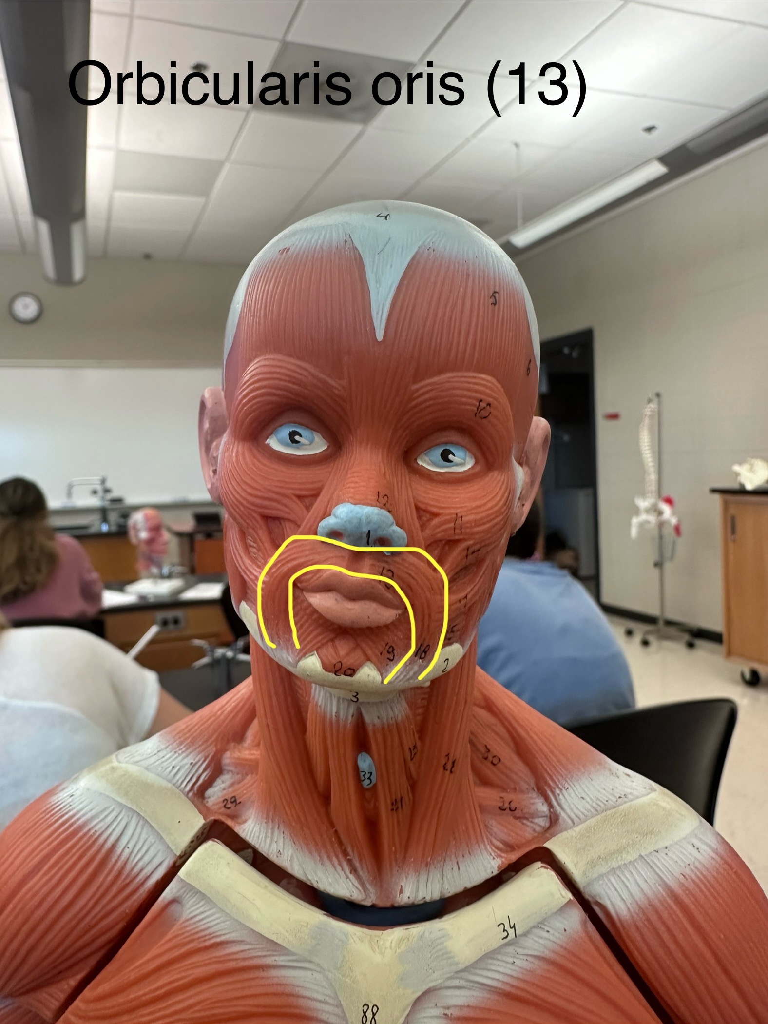 <p>Orbicularis oris muscle. This muscle closes or puckers the lips.</p>