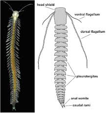 <p>class of blind crustaceans found in saline aquifers </p><p>→ live in udner sea caves</p><p>→ NOT polychaetes</p>