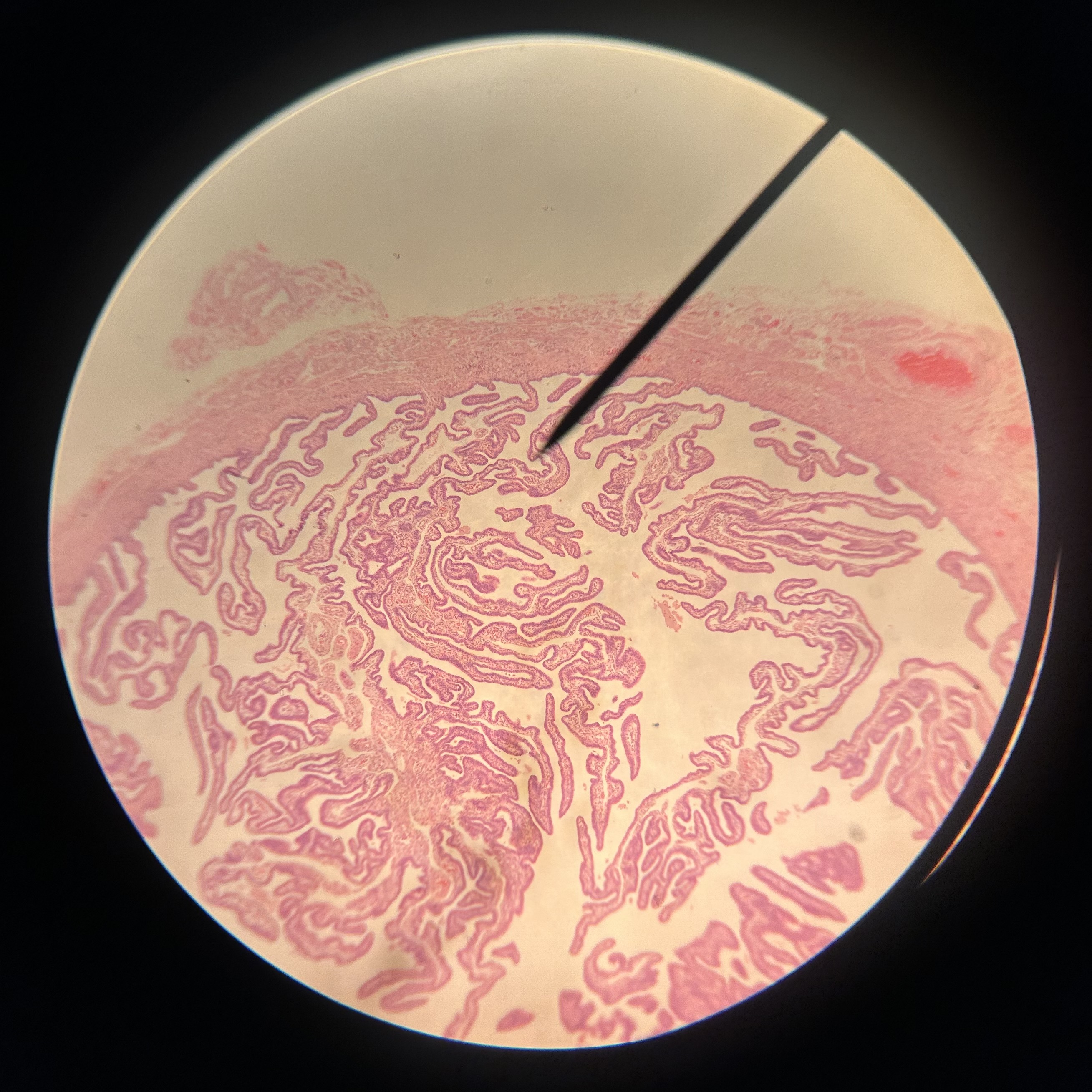 <p>What structure is shown?</p>