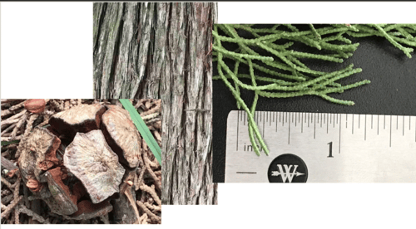 <p>1. gymnosperm</p><p>----------------</p><p>2'. Leave not large and fan-shaped, often needles or scales</p><p>----------------</p><p>3. leaves opposite, in decussate pairs, often needles or scales</p><p>----------------</p><p>4. tree growth form narrow and columnar; cones egg-shaped with flat-topped scales</p>