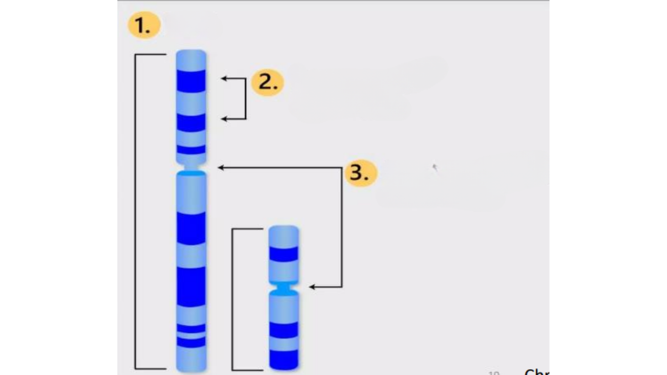 <p>the 3 key features to identify chromosomes </p>