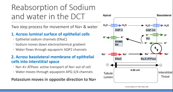 <p>opposite direction to Na+ </p>