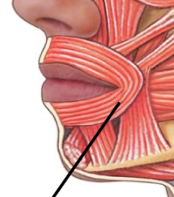 - Fascicles arranged in circular pattern around and opening of a structure.
e.g., Obicularis oris or External anal sphincter