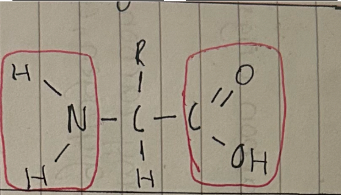 <p>Amine</p><p>Carboxyl </p>