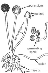 <p><strong>_____________</strong>:</p><ul><li><p>Root-like structures that anchor the mold to the substrate and absorb nutrients.</p></li><li><p>Example: Found in <em>Rhizopus</em>.</p></li></ul><p></p><p><strong>Specialized Hyphal Structures</strong></p><p>Molds have evolved specialized hyphal structures to support their growth and reproduction:</p>