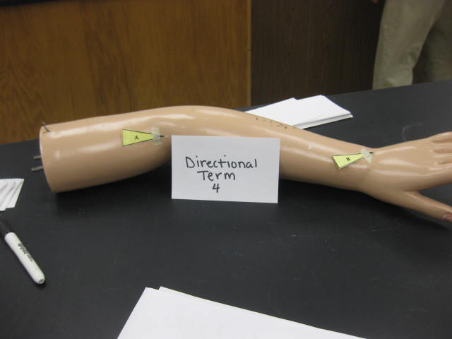 <p>Directional Term </p><p>Lab Image 1-3</p>