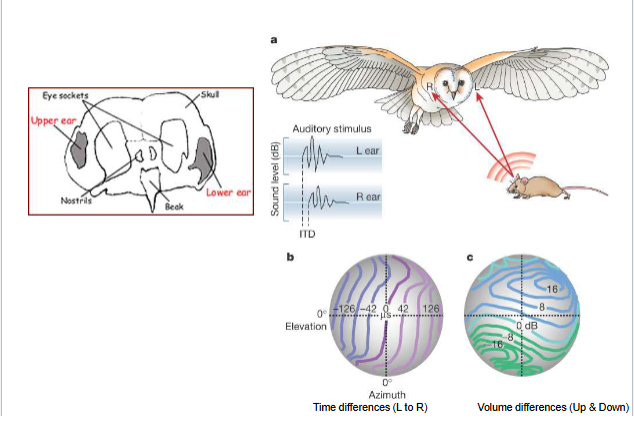 <p><span><span>Owl ears</span></span></p>