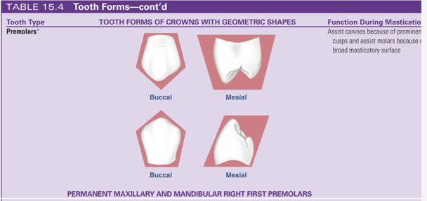 <ul><li><p>only found in permanent dentition</p></li><li><p>assist canines in piercing and tearing food because of prominent cusps of their crowns during mastication</p></li><li><p>assist molars in grinding food due to wide masticatory surface (occlusal surface)</p></li></ul><p></p>