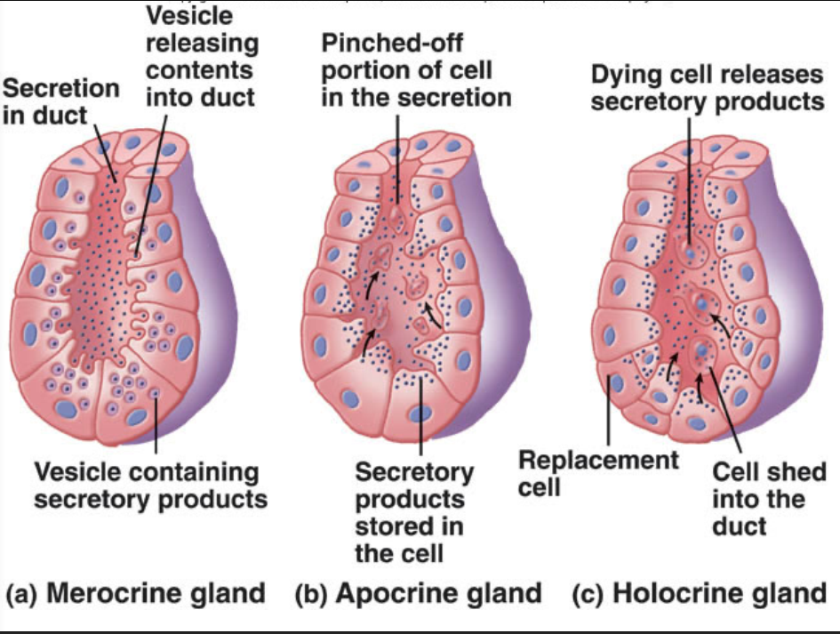 <ol><li><p>Merocrine </p><ul><li><p>secretes through free surface</p></li><li><p>no loss of cytoplasm (exocytosis) </p></li><li><p>ex. Salivary glands, pancreas</p></li></ul></li><li><p>Apocrine</p><ul><li><p>secrete small amounts of cytoplasm/cell with secretory product </p></li><li><p>apical portion of gland pinches off </p></li><li><p>ex. Mammary glands</p></li></ul></li><li><p>Holocrine </p><ul><li><p>entire cells are discharged as secretion </p></li><li><p>ex. sebaceous gland </p></li></ul></li></ol><p></p>