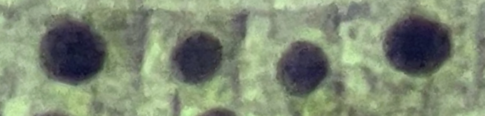 <p><span>What phase of the cell cycle is this?</span></p>