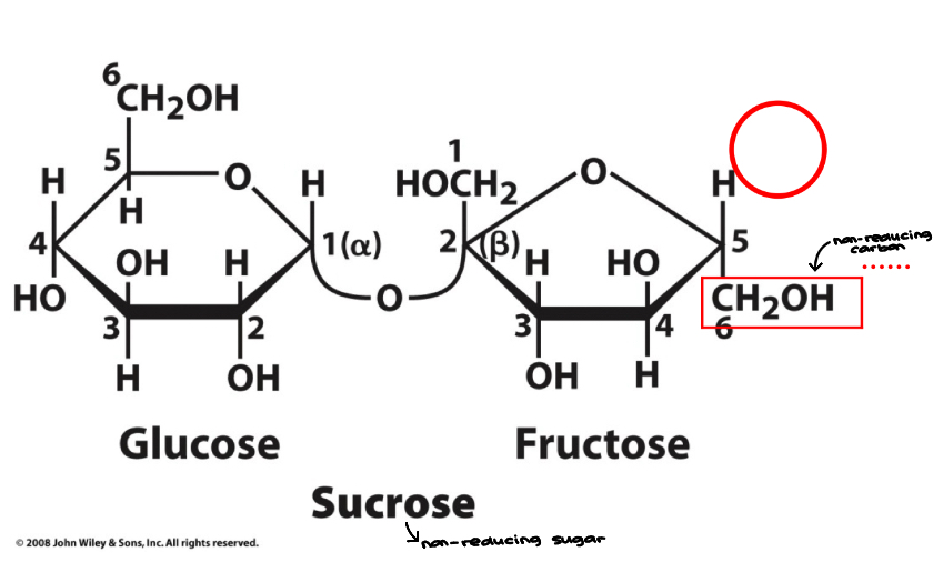 <ul><li><p>Disaccharide&nbsp;</p></li><li><p>Most abundant disaccharide&nbsp;</p></li><li><p>Table sugar&nbsp;</p></li><li><p>Composed of glucose and fructose&nbsp;</p></li><li><p>Glucose is in the a-anomeric form and fructose is in the B-anomeric form&nbsp;</p></li><li><p>Linkage is a (1 → 2)&nbsp;</p></li><li><p>Fructose has a non-reducing end, therefore sucrose is a <strong>non-reducing sugar&nbsp;'</strong></p><ul><li><p>Sugar canes are an example… highly prevalent in Florida</p></li></ul></li></ul><p></p>