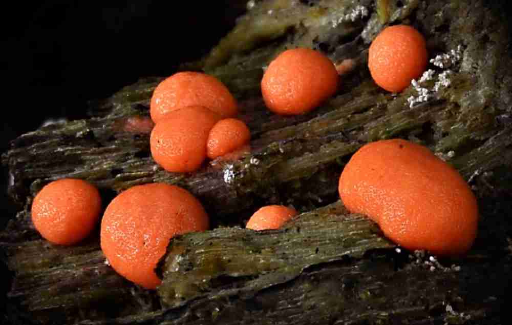 <p>Vlčí mléko syn. Pýchavička (Lycogala)</p>