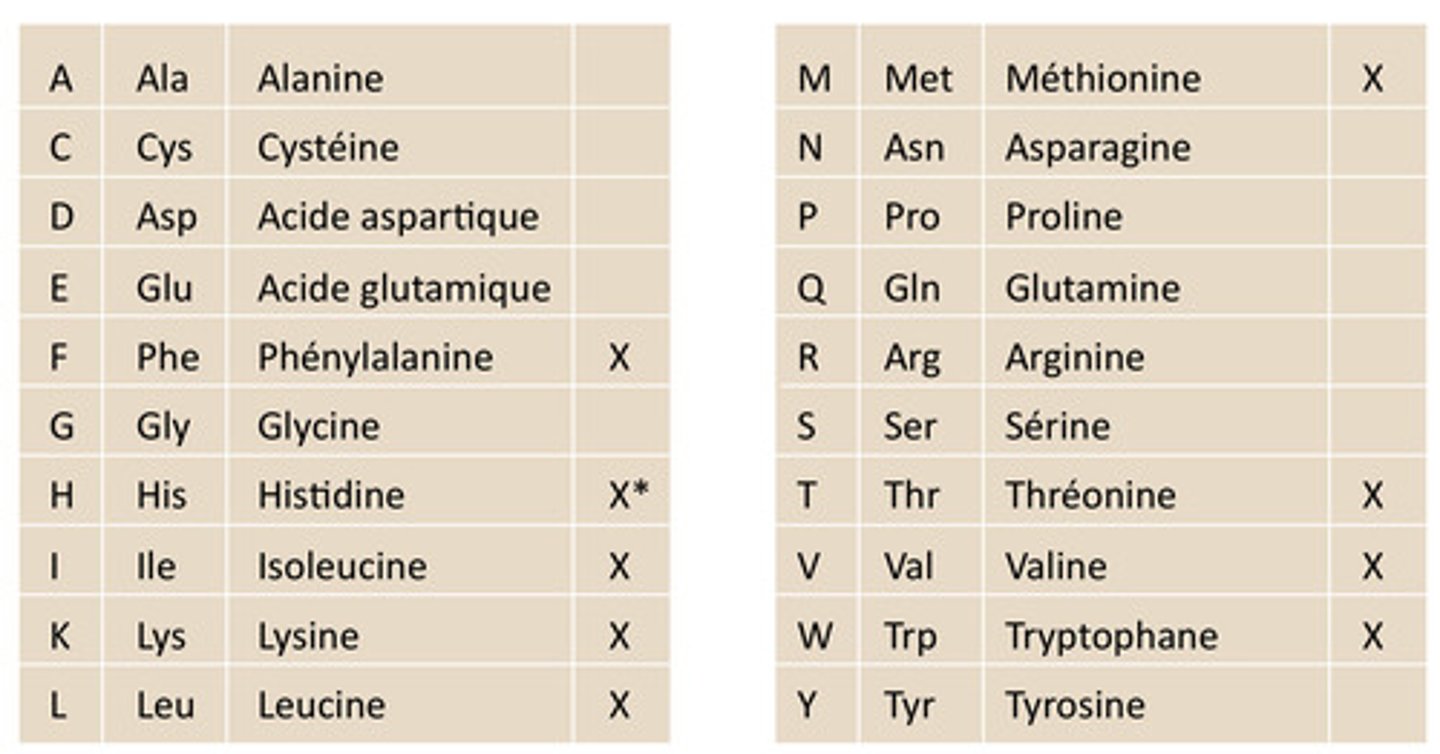 <p>a.a qui ne peut pas être produit par le métabolisme humain donc qui doit être apporté par l'alimentation (9 sur les 20 a.a : FLIKHMWTV ceux avec les X)</p>