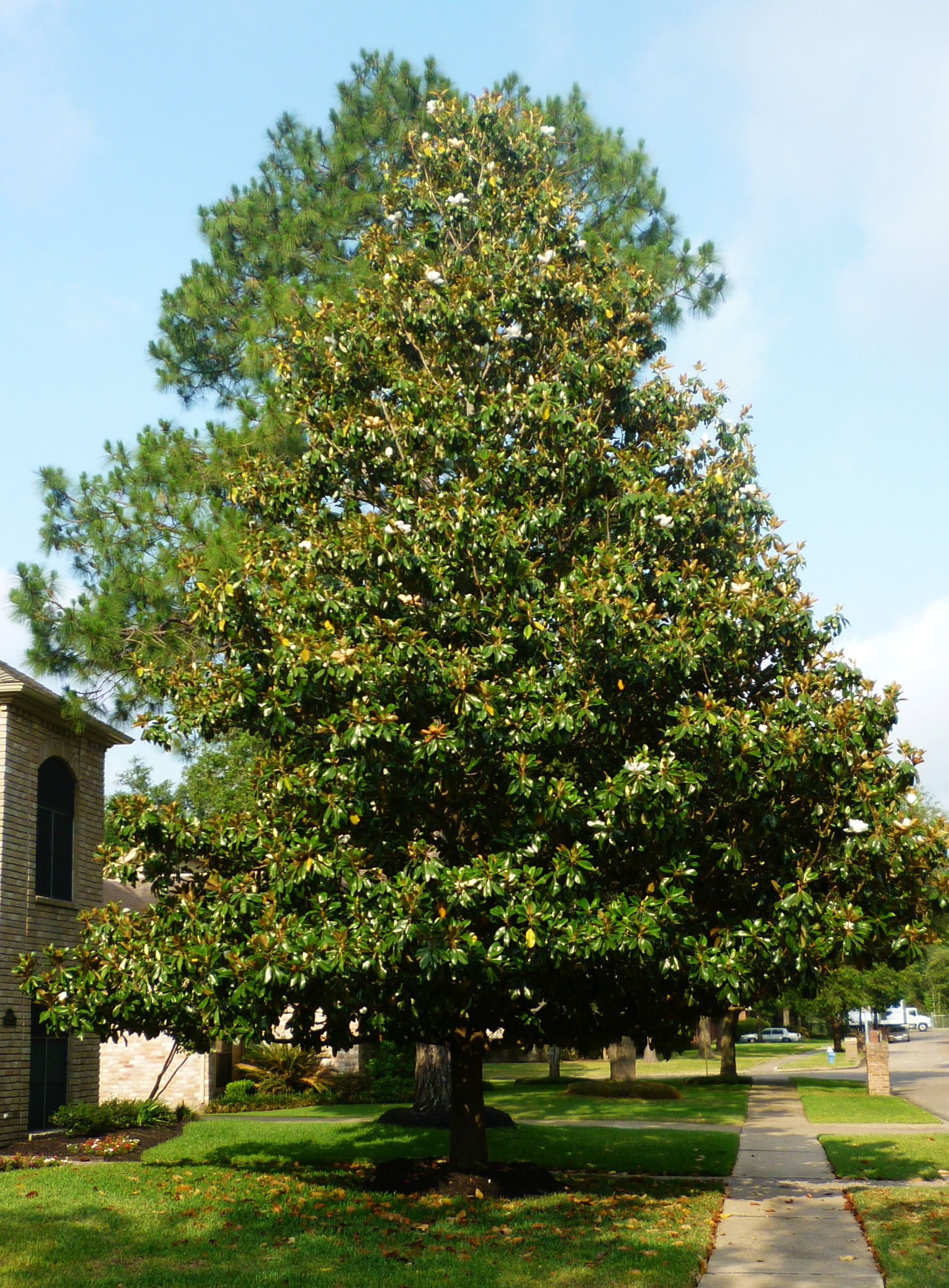 <p>Southern Magnolia</p>