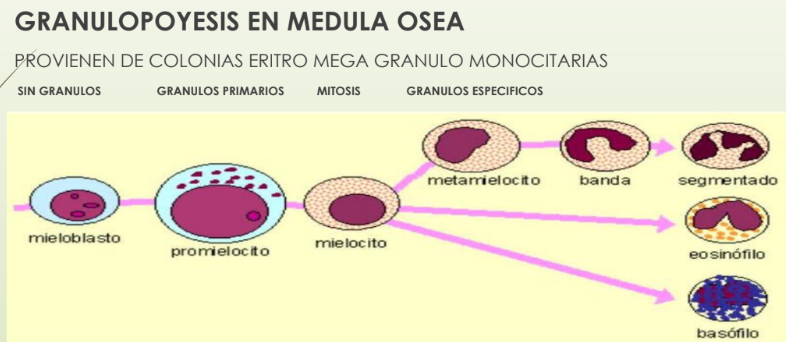 <p>60% celulas nucleadas en M. Osea</p><p>En medula osea:<span data-name="arrow_up" data-type="emoji">⬆</span>Globulos blancos que globulos rojos (indice mieloide eritroide es 3:1)</p><ul><li><p>Mieloblasto<span data-name="fast_forward" data-type="emoji">⏩</span> ️sin granulos (primero en identificarse)</p></li><li><p>Promielocito<span data-name="fast_forward" data-type="emoji">⏩</span>️ con granulos azurofilos (primarios)</p></li><li><p>Mielocito<span data-name="fast_forward" data-type="emoji">⏩</span>️ ultimo con mitosis</p></li><li><p>Metamielocito <span data-name="fast_forward" data-type="emoji">⏩</span>️ Granulos especificos (secundarios, establece en que se va a transformar: neutrofilo, basofilo o eosinofilo)</p></li><li><p>Nucleo en Banda (es previo, es inmaduro, aumenta en infecciones)</p></li><li><p>Neutrofilo<span data-name="fast_forward" data-type="emoji">⏩</span>️Nucleo segmentado, funcion fagocitosis bacerialisis</p></li><li><p>Eosinofilos<span data-name="fast_forward" data-type="emoji">⏩</span>️ Alergias y parasitos</p></li><li><p>Basofilos<span data-name="fast_forward" data-type="emoji">⏩</span>️ muchos granulos</p></li></ul><p>Blastos en periferia: patologicos, leucemia aguda.</p>