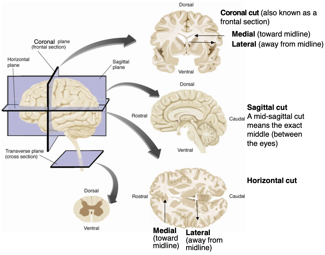 <ul><li><p><strong>Horizontal cut </strong>→ cut across y level (transverse plane)</p></li><li><p><strong>Sagittal cut</strong> → cut down axis of symmetry (sagittal plane)</p></li><li><p><strong>Coronal cut </strong>→ cut across x level (frontal plane)</p></li></ul><p></p>