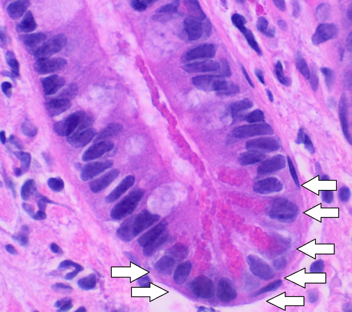Where are Paneth cells located in the small intestine? 